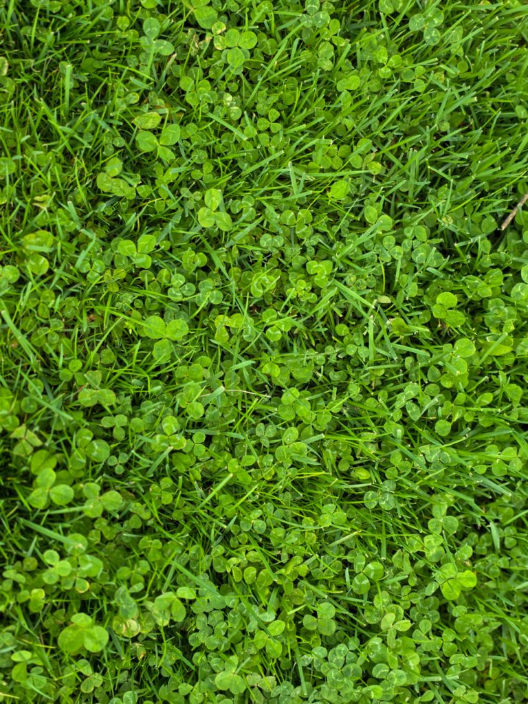 clover growing in a green lawn