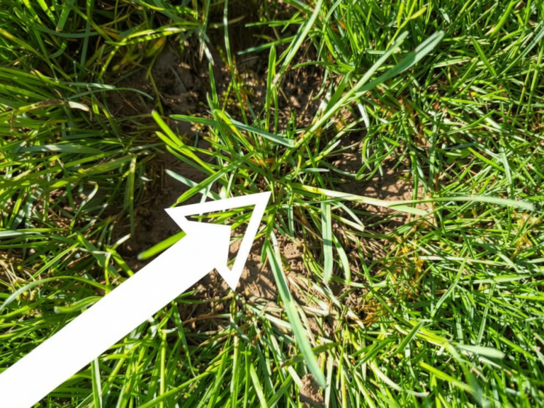 When to Apply Crabgrass Preventer Before first Spring Mow