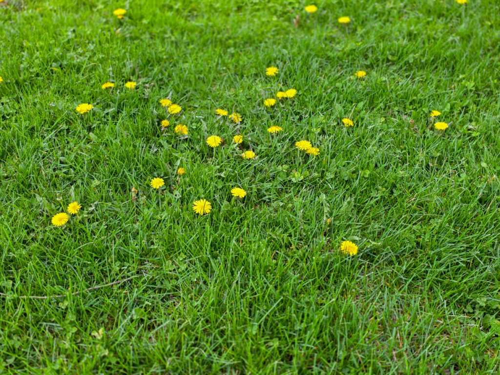Patch of yellow dandelions growing in a lawn