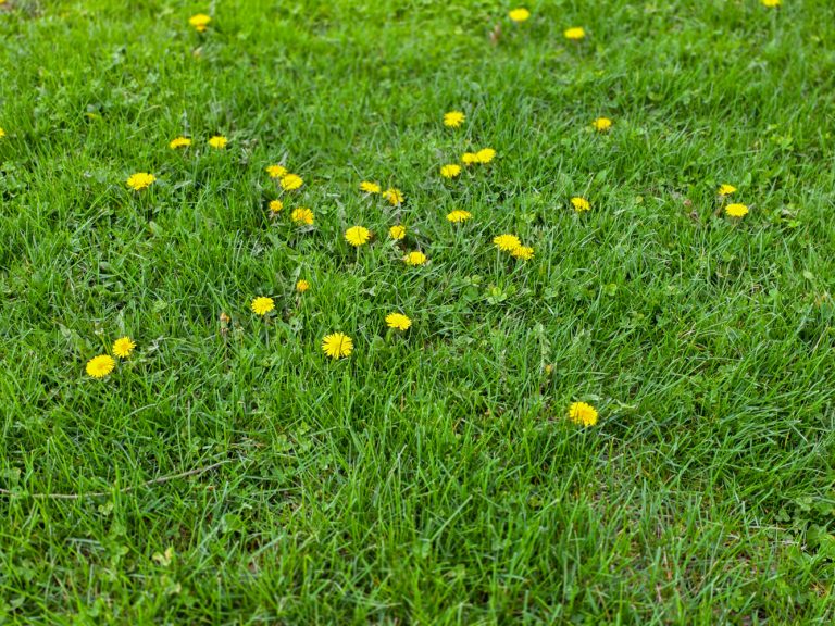 how to get rid of dandelions in a cool season lawn
